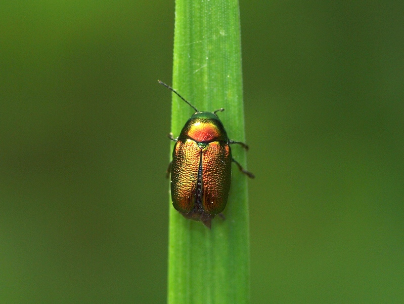 Chrysomelidae:  Cryptocephalus (sericeus?)